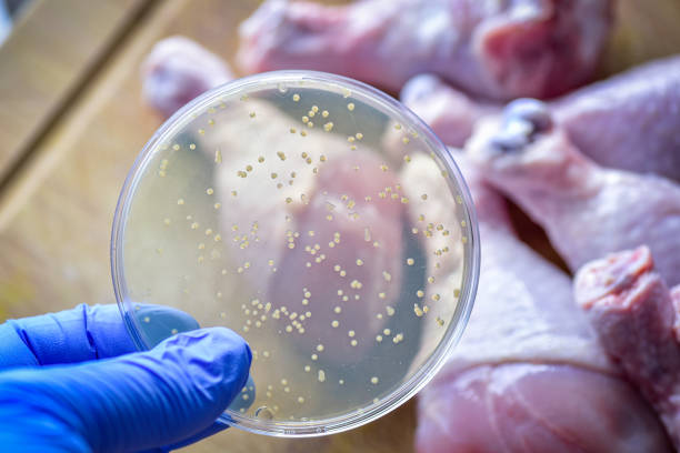 E coli salmonella outbreak in chicken meat Petri dish showing bacterial culture against chicken meat pieces food recall stock pictures, royalty-free photos & images