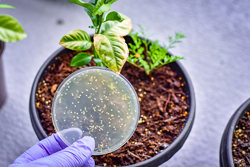 Petri dish showing bacterial culture with infected tree leaf at the background