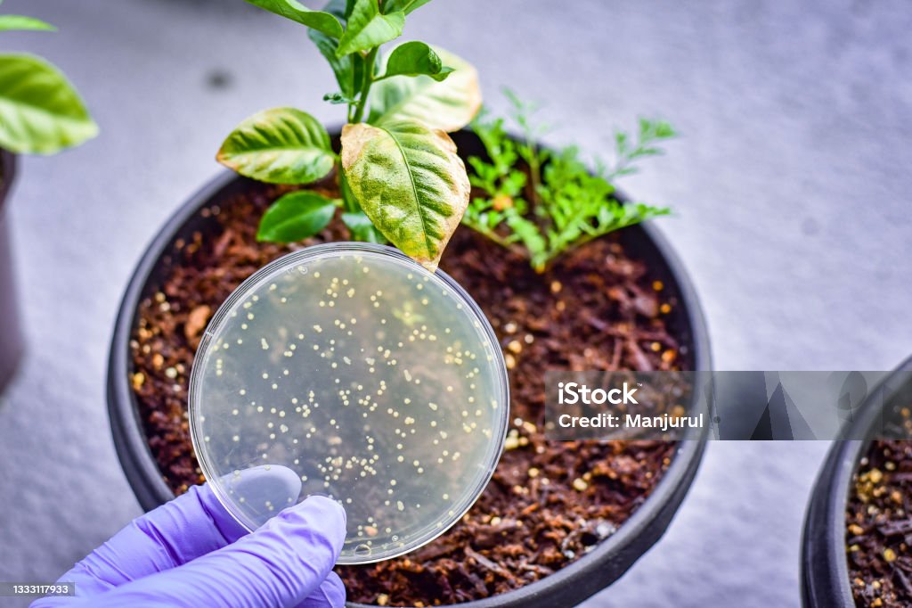 Pathogenic mold from plant cultured in a Petri dish Petri dish showing bacterial culture with infected tree leaf at the background Dirt Stock Photo