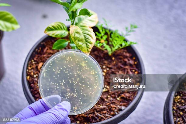 Pathogenic Mold From Plant Cultured In A Petri Dish Stock Photo - Download Image Now