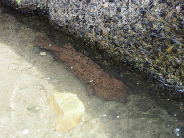 istock Japanese giant salamander 1333119643