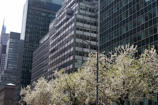 A row of glass office buildings and skyscrapers along Park Avenue with blooming white flowering trees during the spring in Midtown Manhattan of New York City