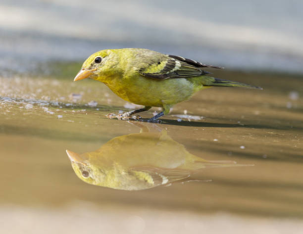Thirsty Western Tanager Adult Female near puddle of water in summer Santa Clara County, California, USA. piranga ludoviciana stock pictures, royalty-free photos & images