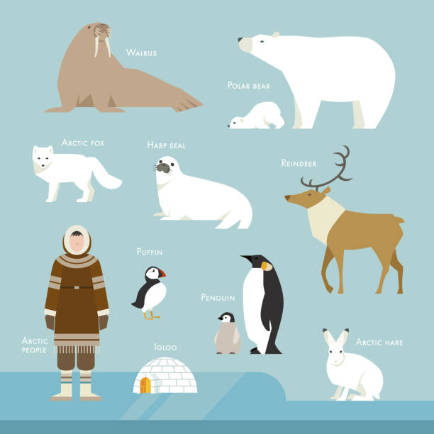 полярные животные и аборигенные персонажи. - детёныш stock illustrations