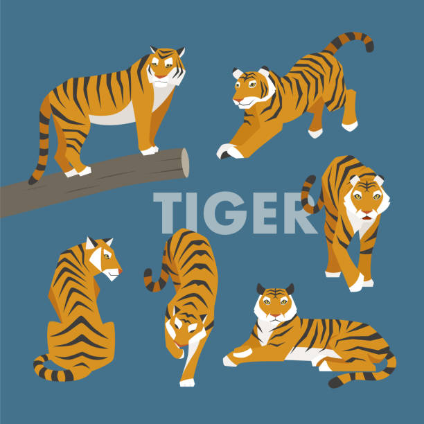 ilustrações, clipart, desenhos animados e ícones de tigre - seated tiger