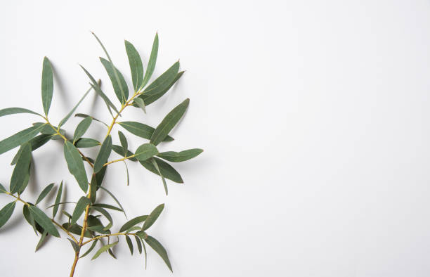 istock fresh eucalyptus branch on a white  background. Top view and copy space 1333124113