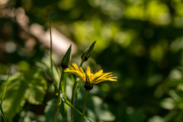 flowers captured in Bohinj valley Slovenia