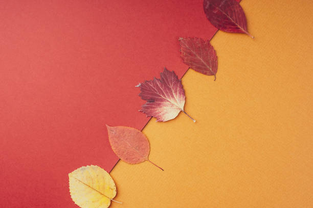 istock Dry autumn leaves on a bright red orange geometric background, flat, flat, top view, copy space. Minimal creative layout in autumn warm colors. Natural natural background. Art design 1333126860