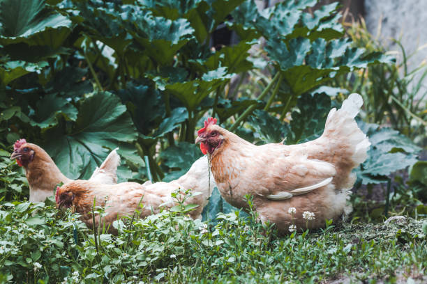 istock Two red hens are walking in the grass on a home farm. 1333127776