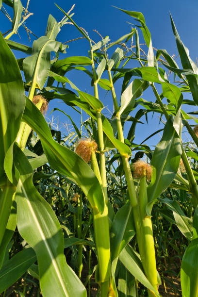 istock Sweet corn in cornfield plantation. Growing fresh corn cob in green cornfield 1333127806