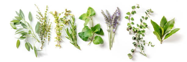 istock Fresh aromatic herbs, overhead flat lay panorama on a white background 1333129356
