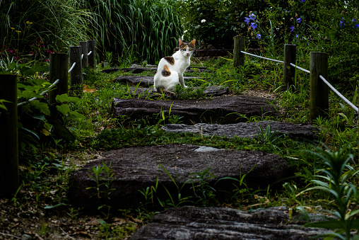 Odd-eyed Cat in the botanical garden