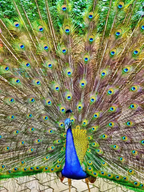 Beautiful peacock dancing in its natural habitat at Mysore zoo of Karnataka in India. Indian male peacock. Potrait.