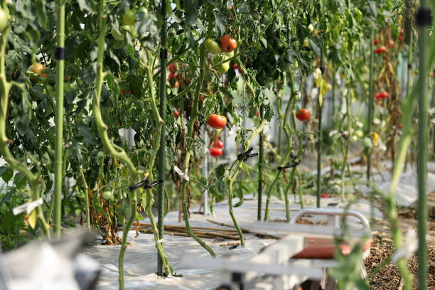 istock Tomato growth in the greenhouse. 1333130576