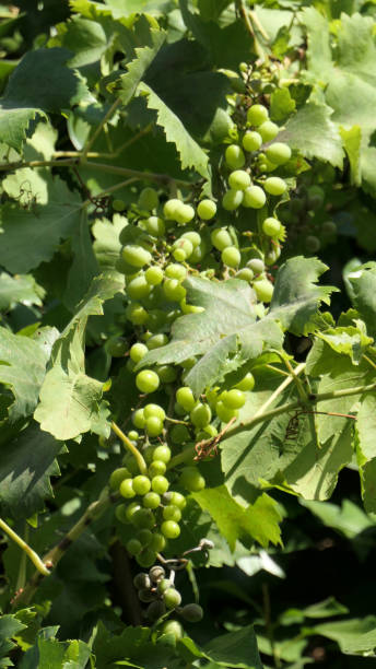 istock Bunch of young unripe green grapes 1333131435