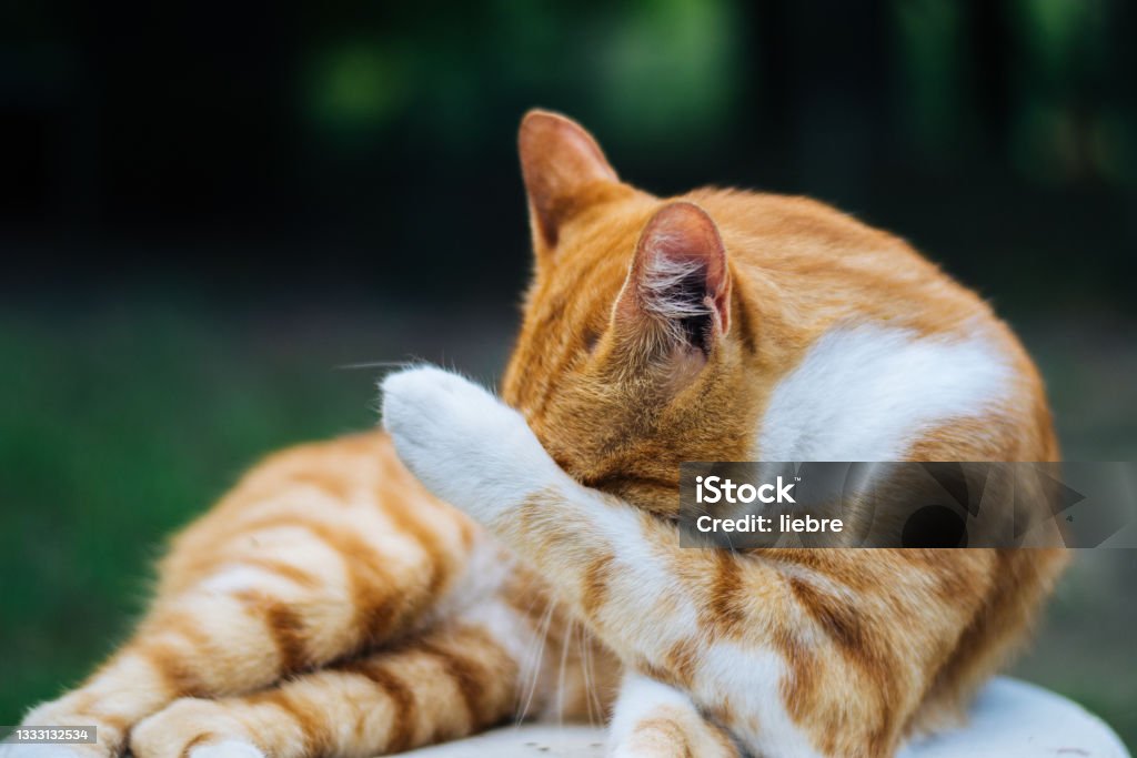 Grooming cat Domestic Cat Stock Photo