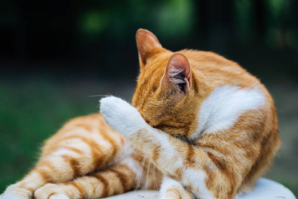 Grooming cat Grooming cat preening stock pictures, royalty-free photos & images