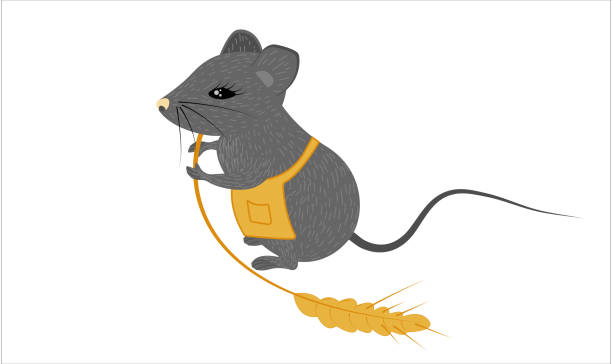 ilustrações de stock, clip art, desenhos animados e ícones de a stylized cute mouse with a spikelet and a chef's apron - cartoon chef mouse rat
