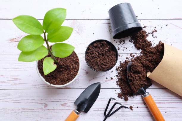 istock Growing a small plant with tools, soil and pot on the white table - eco friendly , hobby and nature concept 1333132805