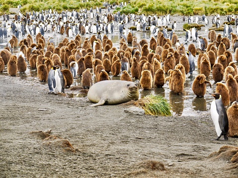 A lone Weddell seal (Leptonychotes weddellii) lying down among a colony of king penguins (Aptenodytes patagonicus), both juvenile and adults, in Gold Bay on South Georgia Island. The chicks are wearing their brown coats.