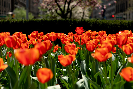 Park Avenue tulips in New York City.