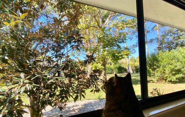 Photo of Cat Looking Out Window to Nature