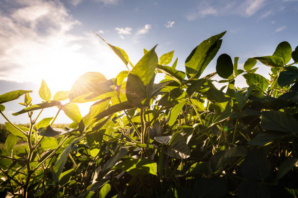 istock Open soybean field at sunset.Soybean field . 1333136171