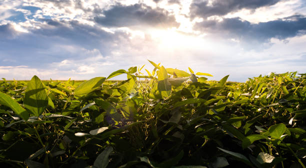 istock Open soybean field at sunset.Soybean field . 1333136172