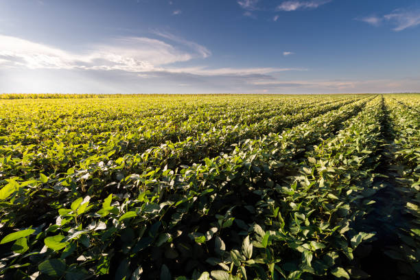 istock Open soybean field at sunset.Soybean field . 1333136176