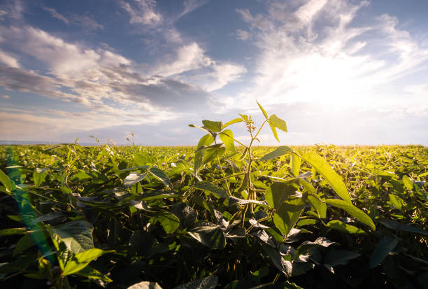 istock Open soybean field at sunset.Soybean field . 1333136178