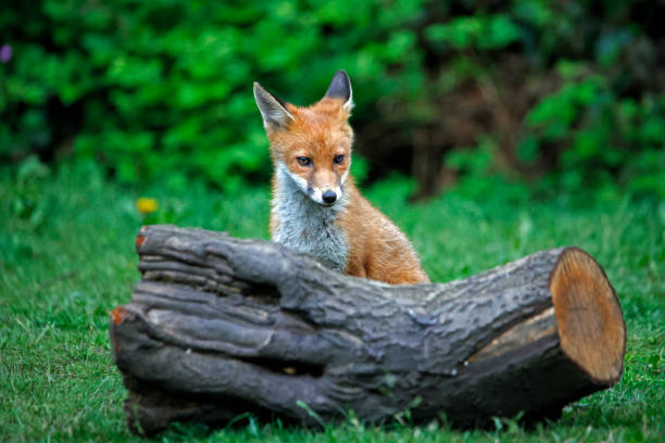 istock Urban fox cubs exploring the garden 1333137215