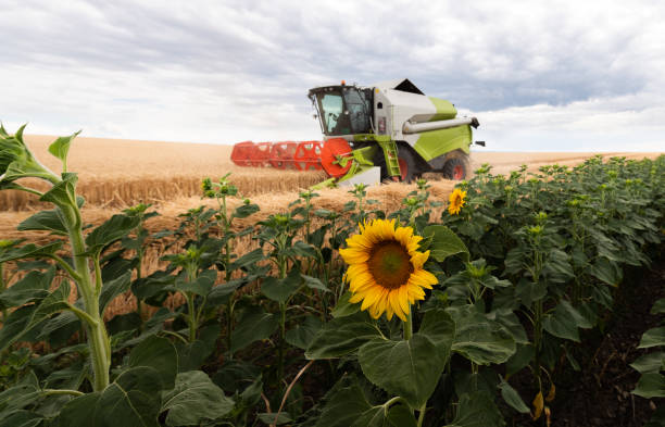 istock A combine harvester working in a wheat field 1333138167