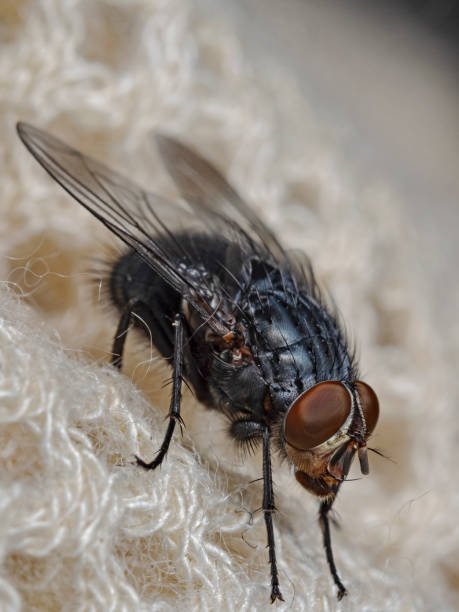 istock Blue blowfly, Blaue Schmeissfliege (Calliphora vomitoria) 1333138289