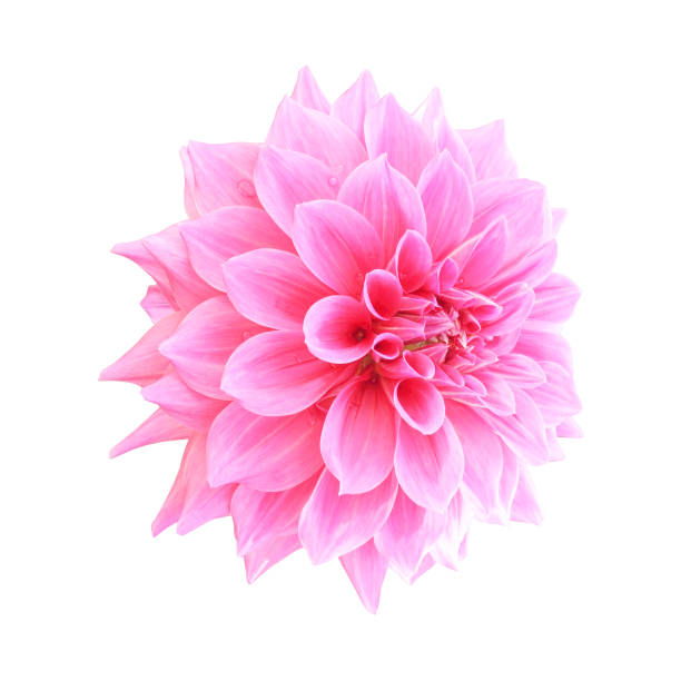istock Pink dahlia flower isolated on white background 1333138635