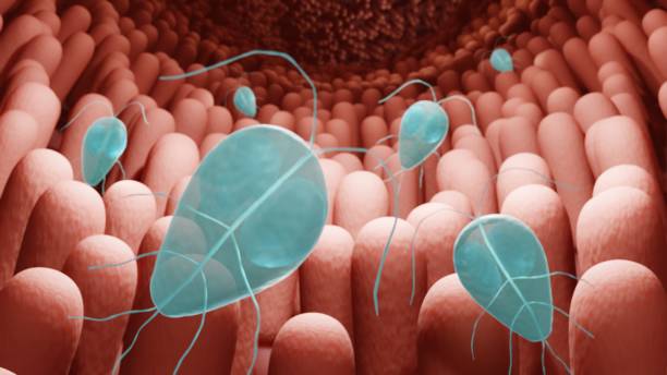 istock Gardia parasite in the inestine 1333139309