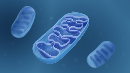Estructura de mitocondría photo