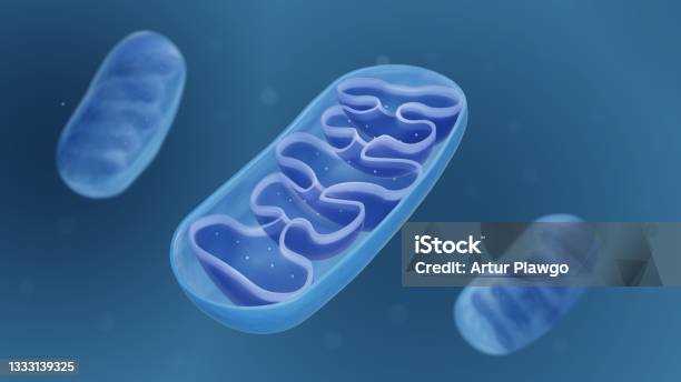 Mitochondrion Structure Stock Photo - Download Image Now - Mitochondrion, Adenosine Triphosphate, Biology