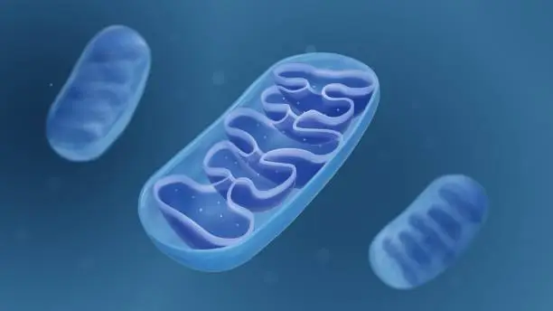 Photo of Mitochondrion structure