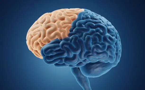 3d illustration of frontal lobe in human brain