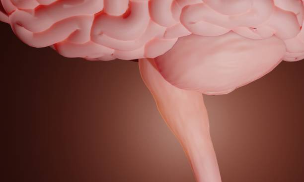 延髄 / 脳幹 - medulla oblongata ストックフォトと画像