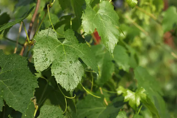 green and wet vine leaf in summer