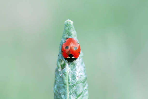 istock Red spotted ladybug on plant in green field close up, selective focus 1333141677