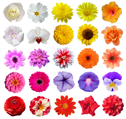 Set of different beautiful flowers on white background.