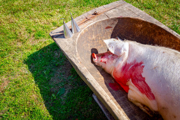 Slaughtered pig in an old, wooden trough, ready for taking of hair from skin Vintage wooden bathtub with slaughtered pig in it, placed on the grass in village yard, ready for removing hair from skin. vintage wash tub stock pictures, royalty-free photos & images