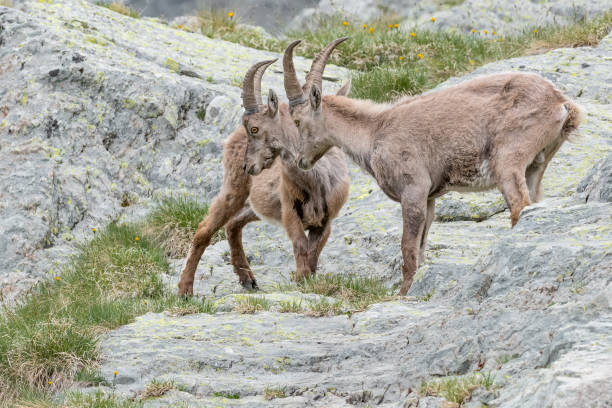 istock Alpine ibexes males in spring season (Capra ibex) 1333143725
