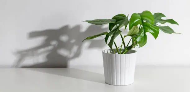 Photo of Mini monstera or split leaf plant on white shelf with strong scary monster shadow on white wall. Trendy exotic house plants as modern home interior decor.