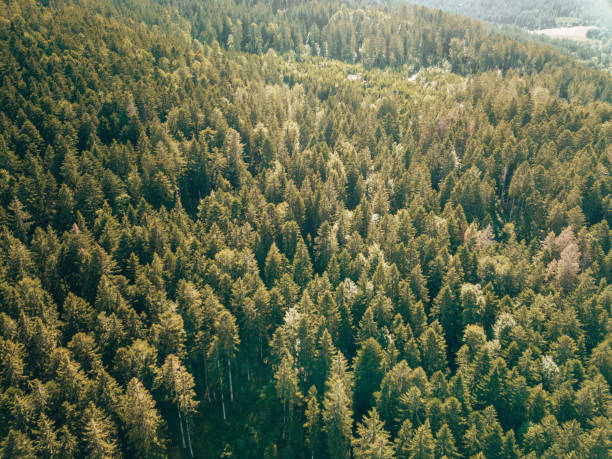 istock alpine forest in south tyrol 1333145031