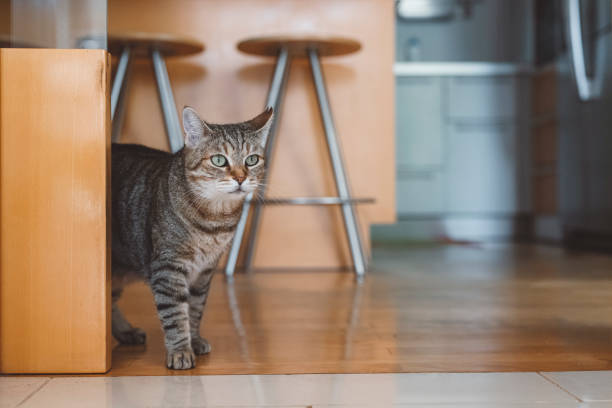 istock Cat resting on hardwood floors inside the house 1333145210