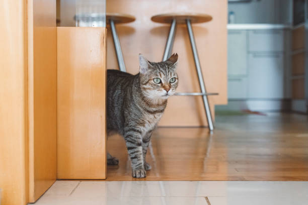 istock Cat resting on hardwood floors inside the house 1333145220