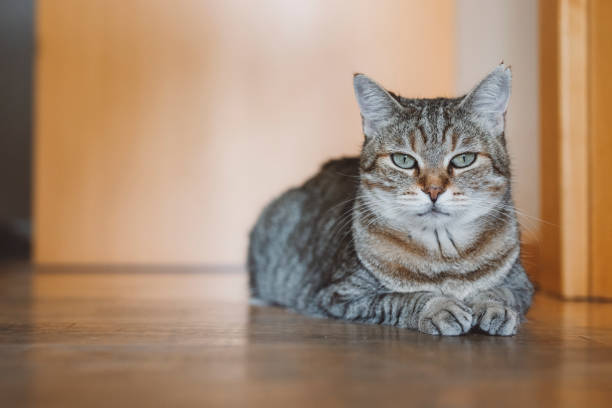 istock Cat resting on hardwood floors inside the house 1333145223